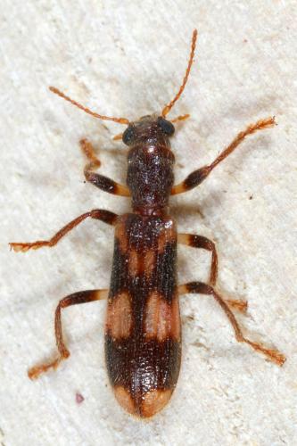 Opilo mollis
